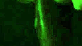 redhead amateur pleases big black cock in interracial scene