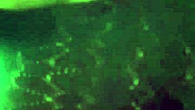 Peluda enjoys her vagina and anal