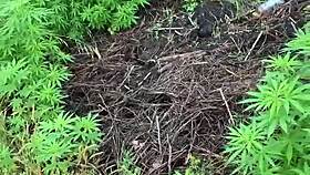 Weed farm surprise turns into deepthroat blowjob outdoor