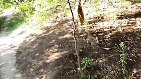 the young latina girlfriend gives a risky blowjob on the trail, then gets fucked until he cums in her mouth