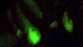 Have you seen this massive black cock?