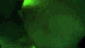 dancing on all fours after the disco