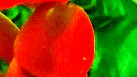 ifoslave is playing and cumming in masturbation session 😏, reaching orgasm