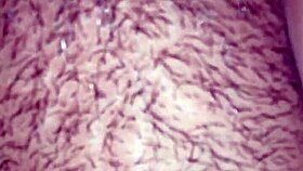 check out my big hairy ass, it's so sabrosa and horny