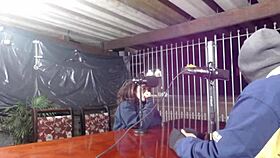 Explicit conversations and dirty talk throughout Bluezao's uncensored podrecast