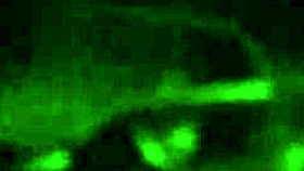 latina couple sucking monster cock in mexican blowjob scene