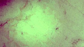 Mistress Eliza Teases Submissive with Foot Fetish in Lingerie Play