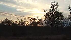 wild african safari orgy with ebony amateurs