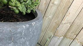 Trashy NZ Milf Slut Banged All Over House with Messy Creampie. Pisses on Lemon Tree After!