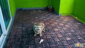 Teen Lola Leda gets fucked on porn casting, wow