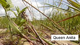 New Pussy Alert! Black and Indian Teen Stars in Wild Blowjob Scene!