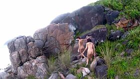 Wanna see wild fun by the sea with Joy Cardozo and Pernocas?