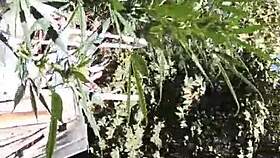 Hot suck and fuck happening in the 420 patch.