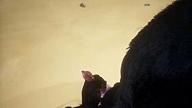 Pov Two Gay Wolves Fucking Wildly In Forest