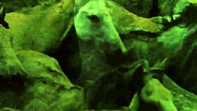 dark lantern entertainment presents retro vintage pussy and hairy beaver