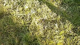 i gave my neighbor flowers and she thanked me with cunnilingus