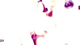 mary jane vs 3 bbc with balls deep anal dap gapes almost buttrose and creampie swallow