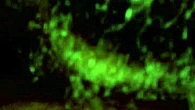 J Marie's First Time Sucking Cock, Sloppy Blowjob On Young Dick