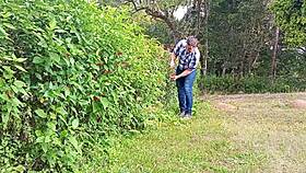 Jardineiro Mega-Dotado Macetando A Pica Grossa Até Gozar