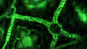 My Stepmother Takes Care Of Me With Elena Cruz