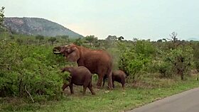 african gf's tight pussy drilled by american bwc 🔥