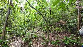 amateur thai villagers having sex in the forest