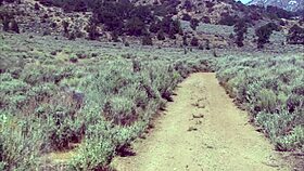 lauren phoenix gets fucked by the pond