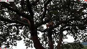 Enfiei a piroca na loira e na morena em cima da árvore no meio da rua