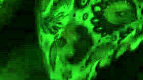 Big Ass Latina Squirts While Showing Off Her Natural Tits