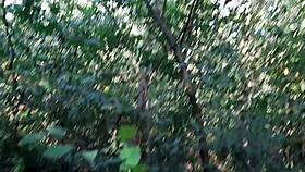 three girlfriends in a swimsuit shorts and jeans masturbate outdoors - lesbian illusion girls.