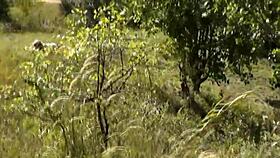 on this wild beach, does the naked blonde notice the pervert jerking off?