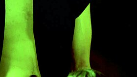 In this tale, the king passionately fucks the woman's pussy with intensity.