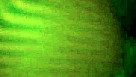 The bbw rides reverse cowgirl on a big black cock