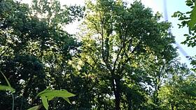 Public Park Jerkoff Erupts Huge Cum Everywhere Unseen!