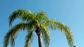 horny shemales bareback