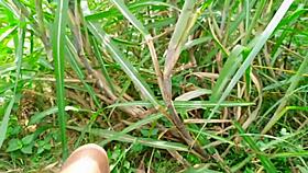 hot indian wife gets horny homemade anal doggystyle pounding