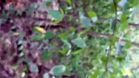 we sneak into the forest for secret pussy licking and orgasmic lesbian fuck